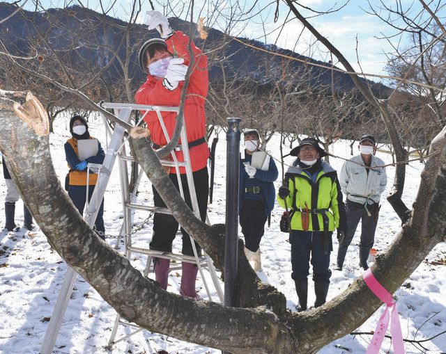 名人 に枝の剪定学ぶ 中津川で栗栽培技術の講習会 中日新聞web