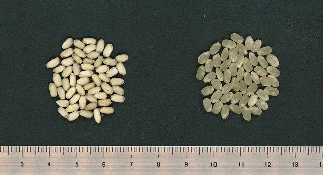 「新福１号」（左）と「コシヒカリ」の玄米の外観＝県農業試験場提供 