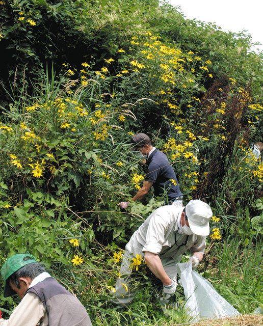 特定外来植物のオオハンゴンソウ駆除 開田高原で根から抜き取り 中日新聞web