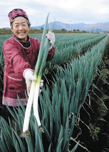 真っ黒な土から純白のネギ 鈴鹿で出荷本格化：中日新聞Web