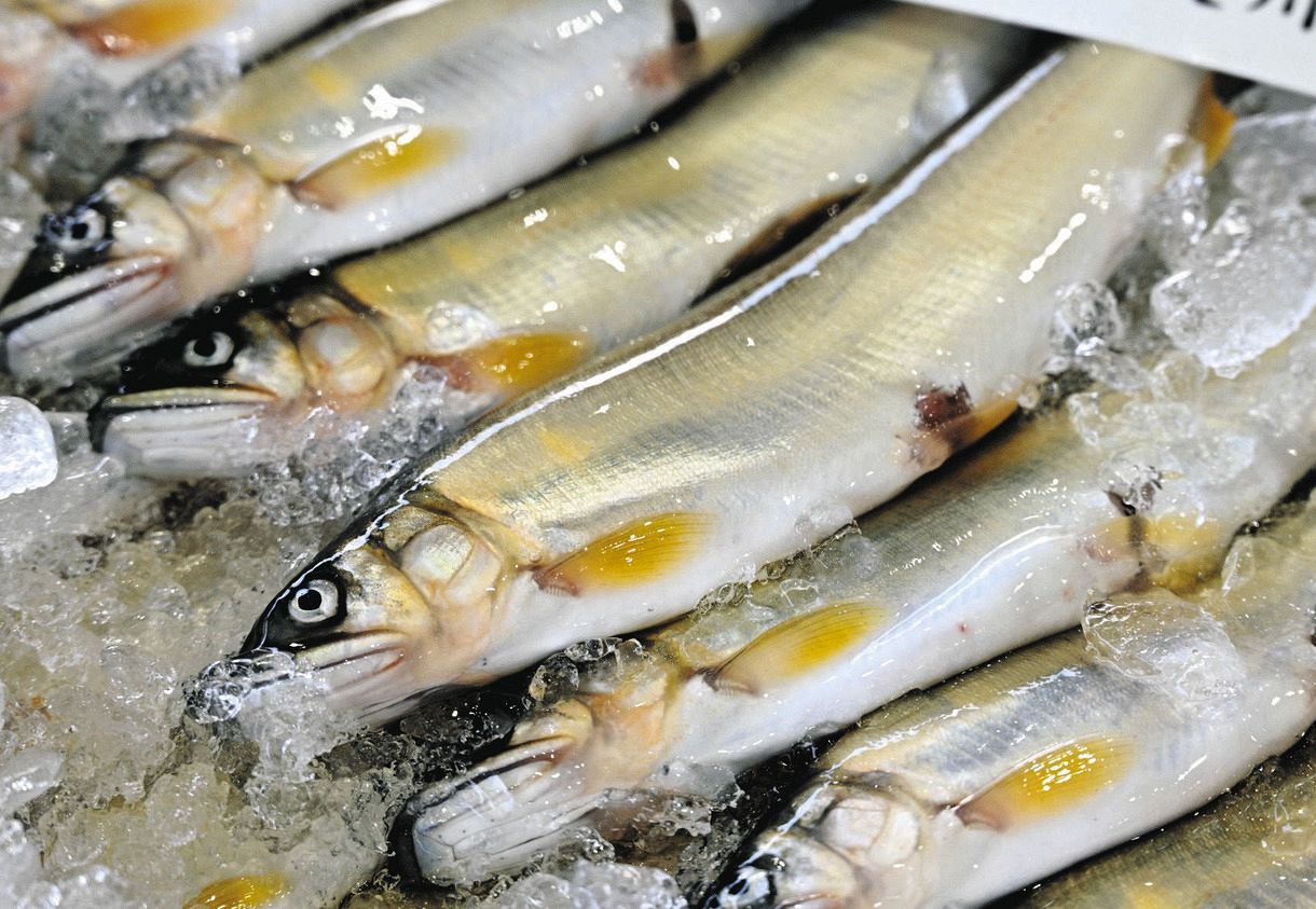 色つやよし」長良川・天然アユの初競り 入荷量は昨年の3.4倍に：中日