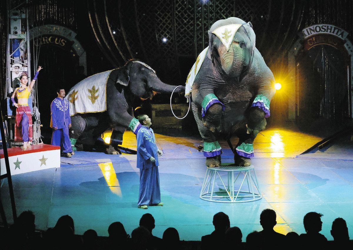 スリル満点の芸で観客を魅了 磐田で木下大サーカス開幕：中日新聞
