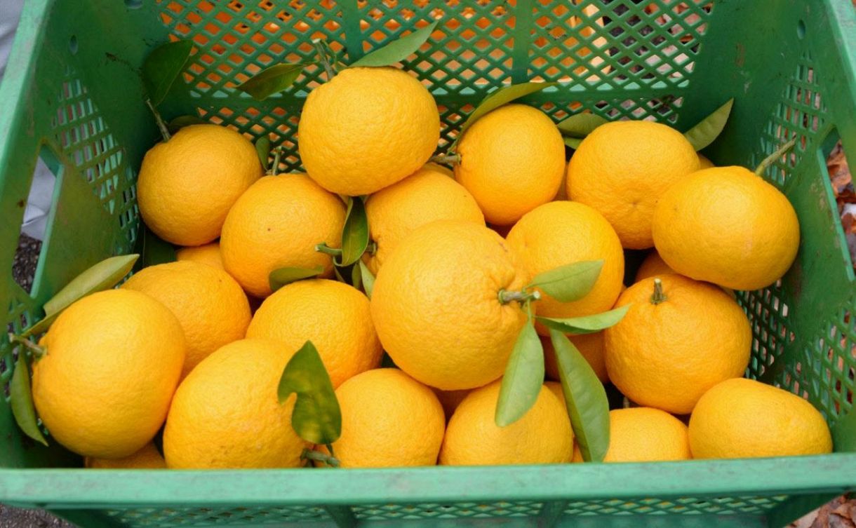 Miracle Tangerines Harvested This Year：中日新聞