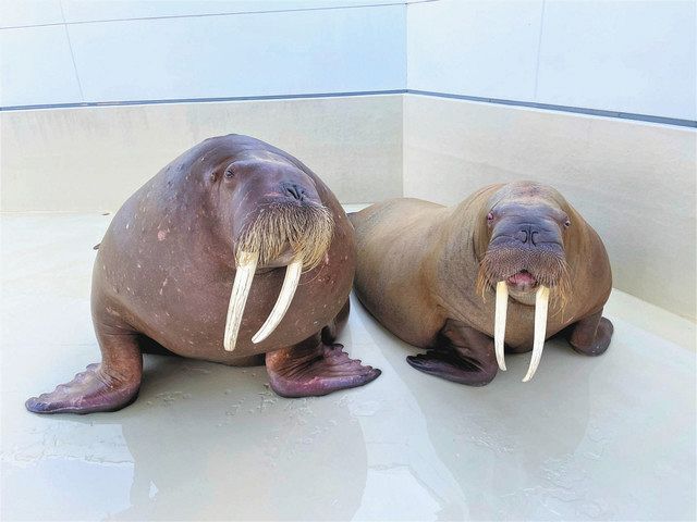 セイウチ繁殖へペアリング 鳥羽水族館、「ポウ」と「泉」が3回目：中