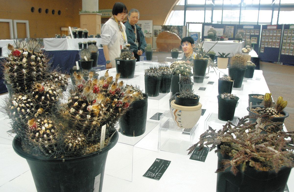 「黒」をテーマにした多肉植物展、県中央植物園で開催中