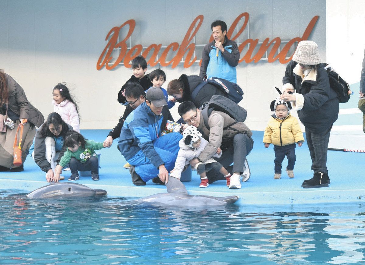 今日だけ特別！希望者全員イルカと握手 南知多ビーチランド、年末恒例 