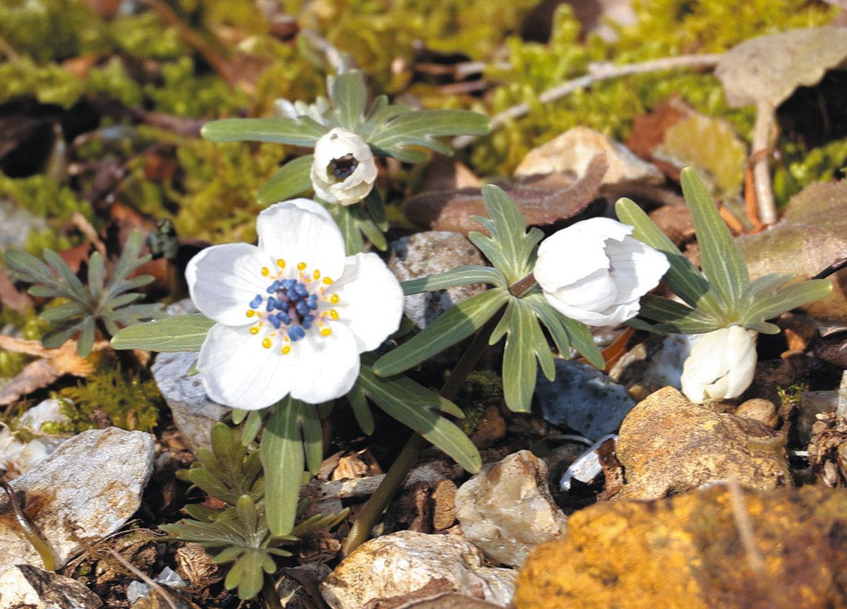 早春の使者、セツブンソウ咲く いなべ・ふるさとの森：中日新聞Web