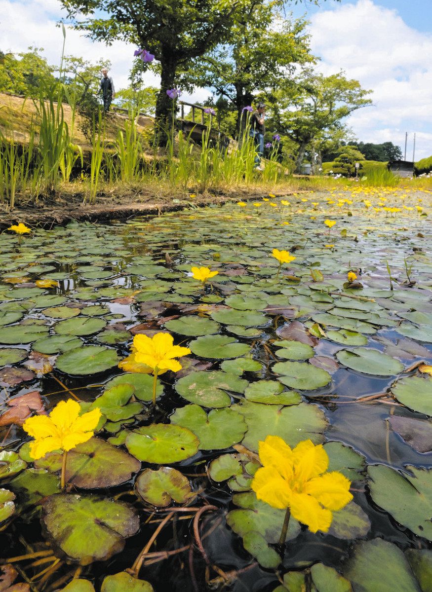 水面彩る黄色のアサザ 万葉の里味真野苑：日刊県民福井Web