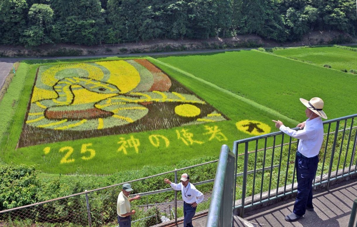 開運の白蛇に豊作願う 越前町の田んぼアート：日刊県民福井Web
