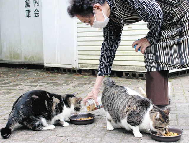 みんニャ幸せ目指し 静岡・「地域猫」支える行政と支援者：中日新聞