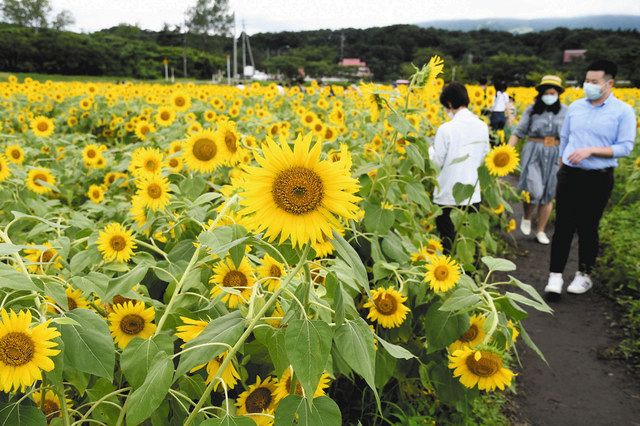 城端 ヒマワリ 笑顔も満開 北陸中日新聞web