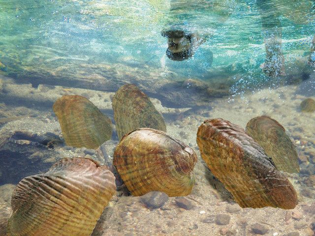 淡水二枚貝化石に模様 世界2例目、最古 勝山・北谷1億2千万年