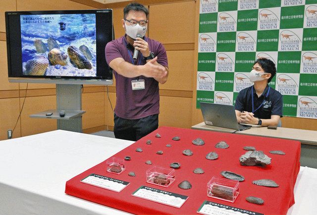 淡水二枚貝化石に模様 世界2例目、最古 勝山・北谷1億2千万年