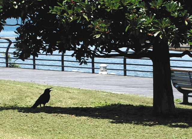 カラスも木陰に避難 七尾で今年最高の３６ １度 北陸中日新聞web