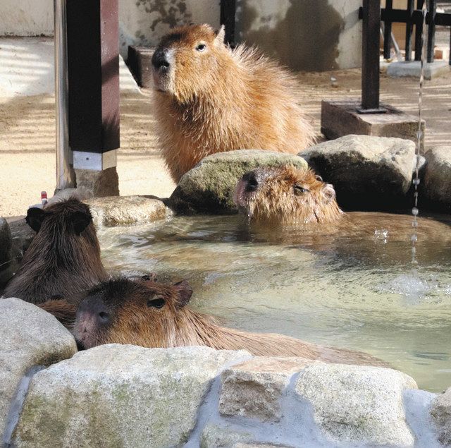 カピバラ 湯ったり ファミリーパーク 北陸中日新聞web