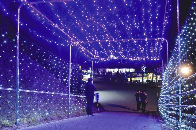輝く2万球 恵那峡公園、冬のイルミ始まる：中日新聞Web