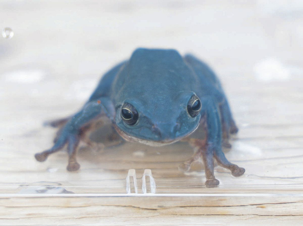 珍しい青色のカエルを見に来て！ 鳥羽水族館：中日新聞Web