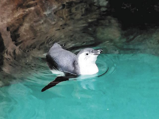 もう１人で泳げるもん のんほいパーク ペンギン巣立ち 中日新聞web