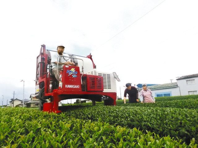 滋味にあふれた味 秋冷茶を摘み取り 磐田の 静香園 中日新聞しずおかweb