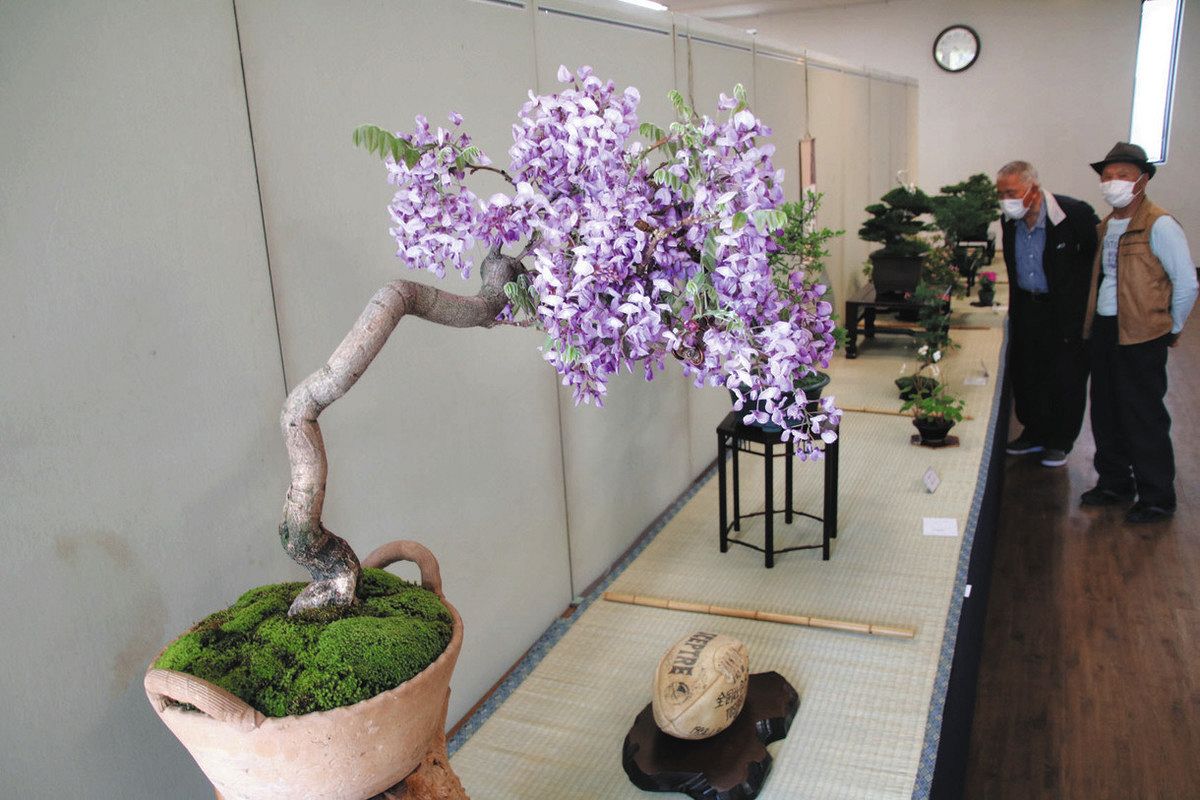 盆栽では珍しいフジから定番のサツキまで 可児で県内の愛好家らの展示