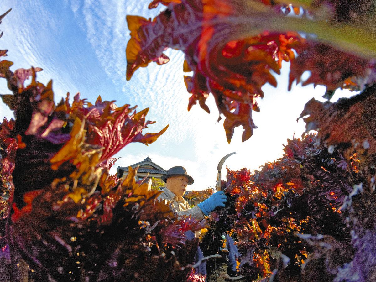 木田ちそ 早朝の収穫 福井：日刊県民福井Web