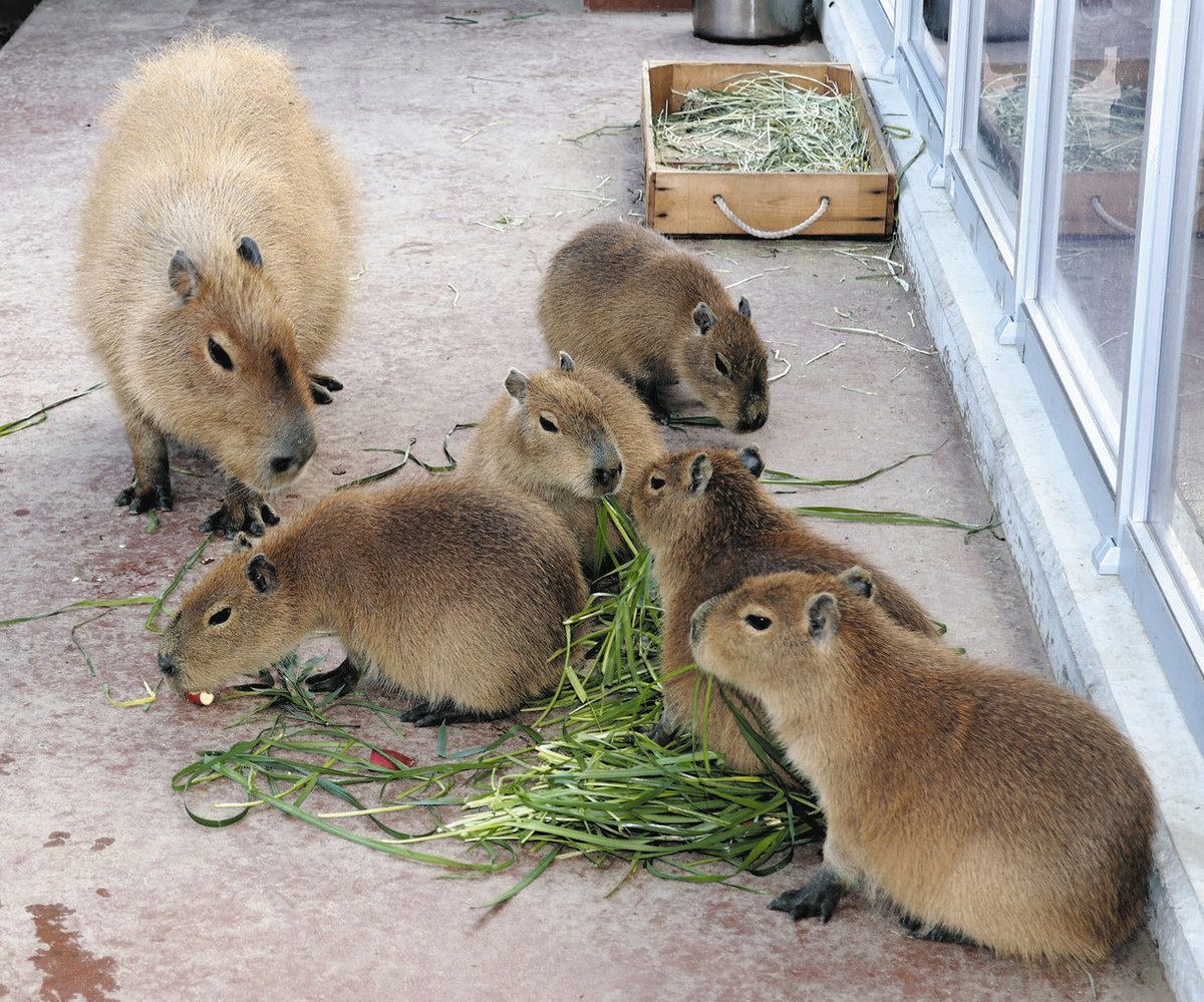 カピバラの赤ちゃん、5頭の名前が決定 竹島水族館、名付け親に記念品
