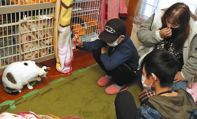 スポットライト 現場 コロナ禍の動物愛護 悲鳴 中日新聞web