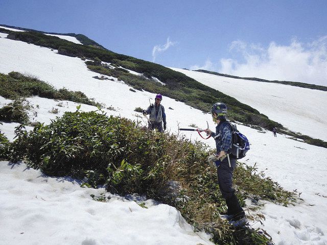 山採りリョウブ。 富山】残雪にライチョウ探して 立山 5年ぶり生息数調査開始：北陸中日