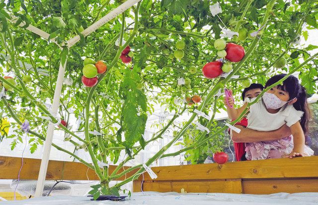 巨木トマト パルト 収穫 美浜の園芸体験施設 中日新聞web