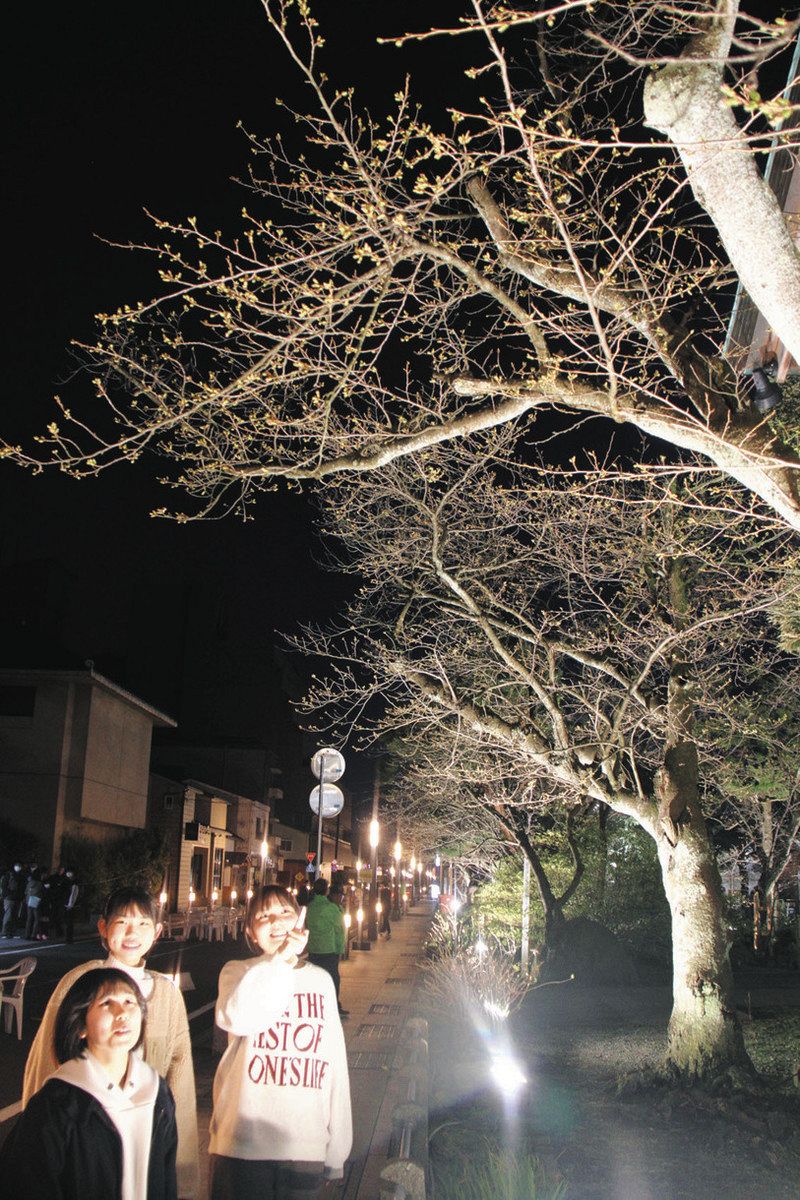 あわらの舟津温泉公園で初 20本の桜 ライトアップ：日刊県民福井Web