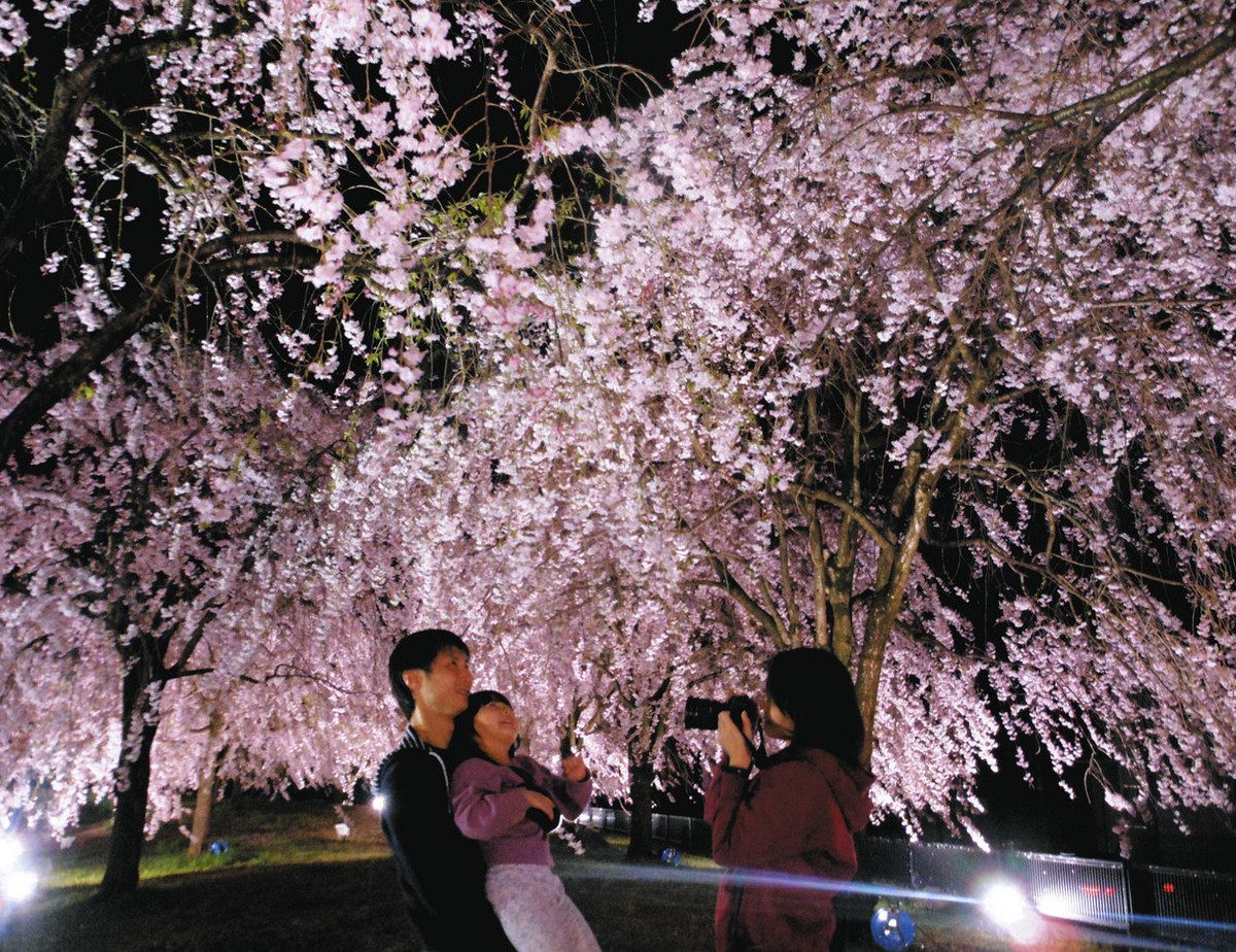 ⑦桜【pink*flower*happiness】春の訪れ シーグラスアート ⑦桜【pink