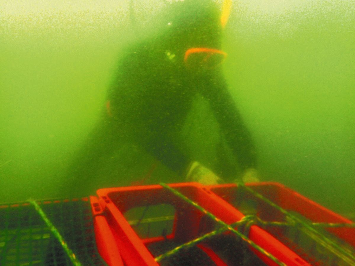 海底で熟成した名酒、どんなお味に？ 常滑の老舗酒蔵、来年に向け