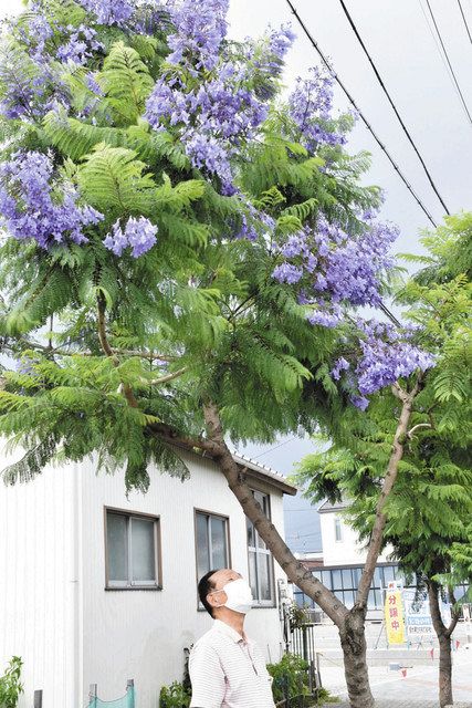 やさしい紫 ジャカランダ満開 豊橋の水野さん方 中日新聞web