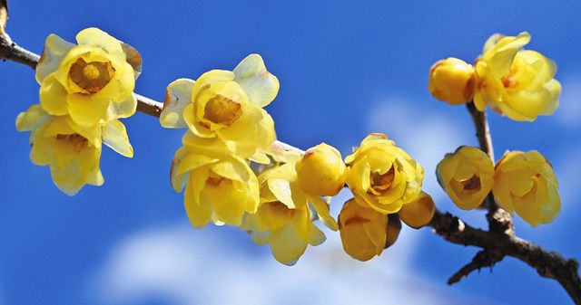 花まるっと＞ （27）ロウバイ 甘い香り、寒さ忘れる：中日新聞Web