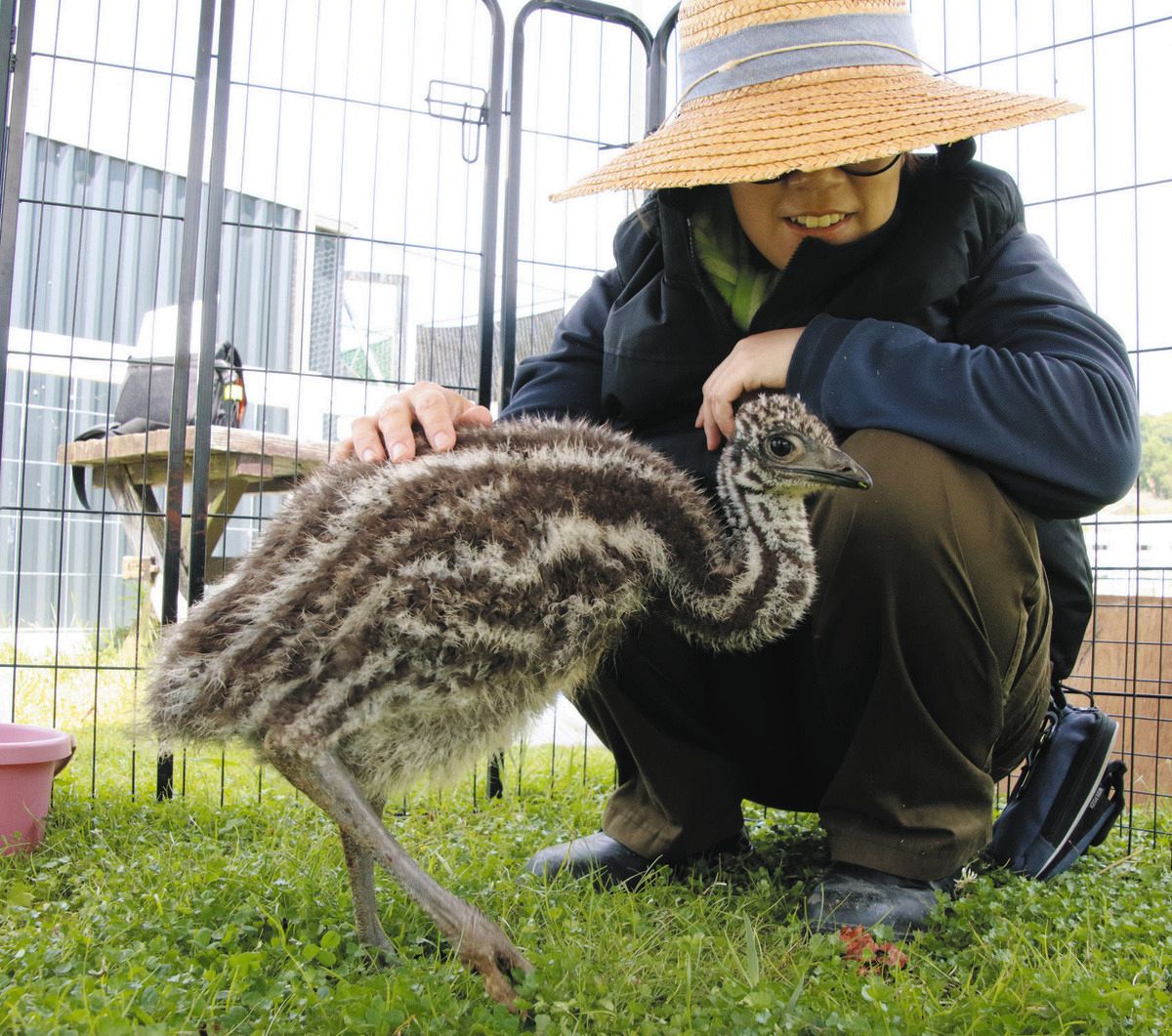 エミューの子ども誕生、12月には身長180センチ！？ 滋賀県日野町の