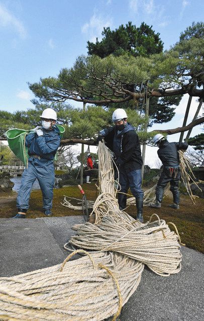 兼六園 陽光似合う姿に 雪つり外す：北陸中日新聞Web