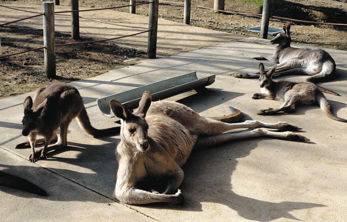 母の袋飛び出し 展示場を大冒険 いしかわ動物園 カンガルーの子：北陸