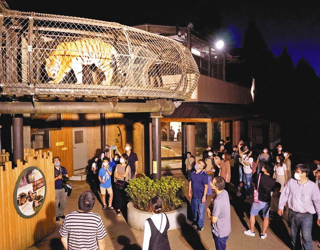 空中回廊を活発に歩き回るトラを見上げる来園者