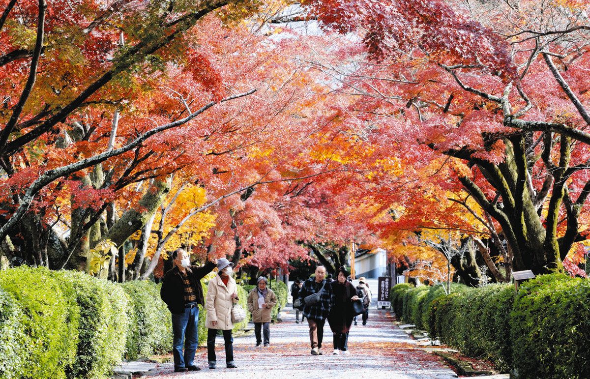 レンガ色、赤、オレンジ…秋色に包まれて 少し遅めの紅葉、高島や大津で見ごろ：中日新聞Web