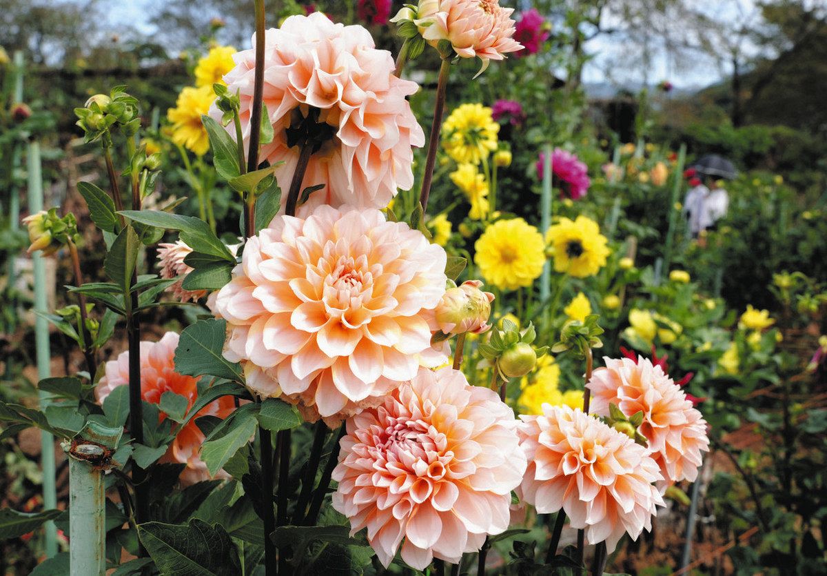 ダリア百科　園芸本　花づくり　花作り　日本ダリア会 庭を華やかに彩る とっておきのダリア | 春井 勝, 日本ダリア会