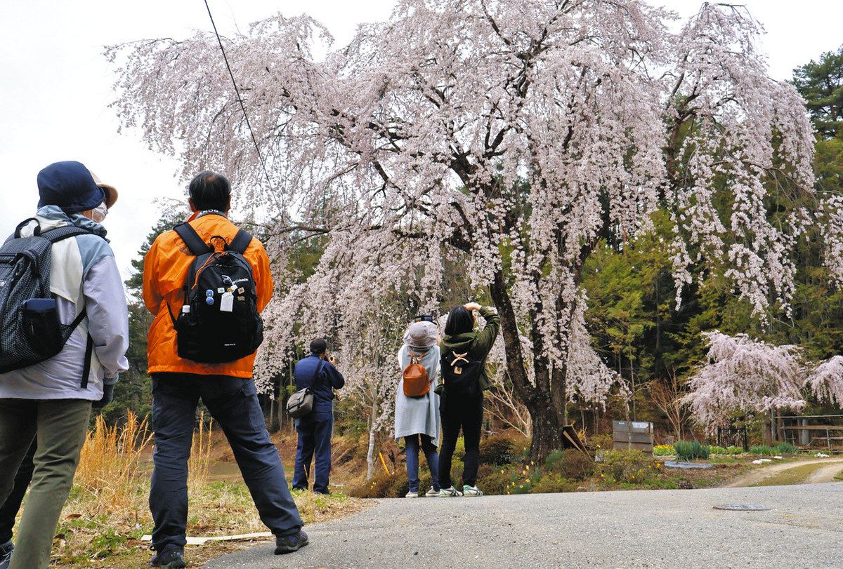飯田市の桜を巡る楽しいウォーキング体験