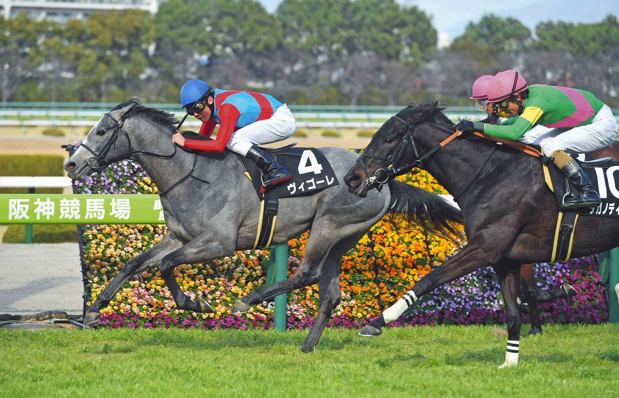 つばき賞 ヴィゴーレが待望の2勝目 田辺 イチかバチか 最後方からの直線勝負を制す 中日スポーツ 東京中日スポーツ つばき賞 ヴィゴーレが待望の2勝目 田辺 イチかバチか 最後方からの直線勝負を制す 中日スポーツ 東京中日スポーツ
