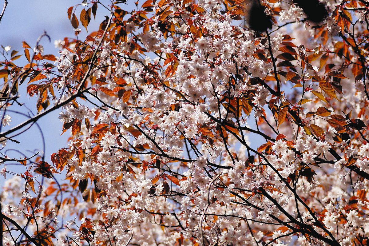 可児の里山に自生するサクラ、新品種「鳩吹九重桜」に認定 命名の新海