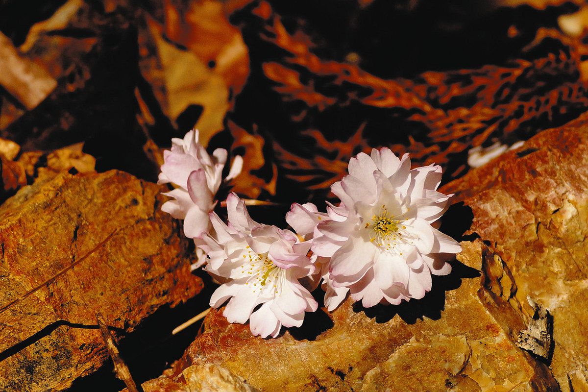 可児の里山に自生するサクラ、新品種「鳩吹九重桜」に認定 命名の新海