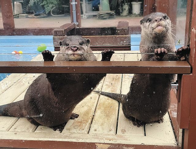 「カワウソの日」に現状知って シーパラと鳥羽水族館、特別解説や座談会:中日新聞Web