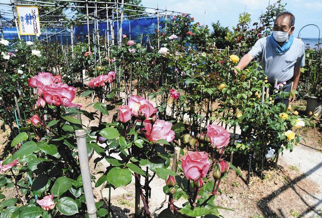 大輪のバラ 収束後に見て 穴水 澗口さん方 聖火 鮮やか 北陸中日新聞web