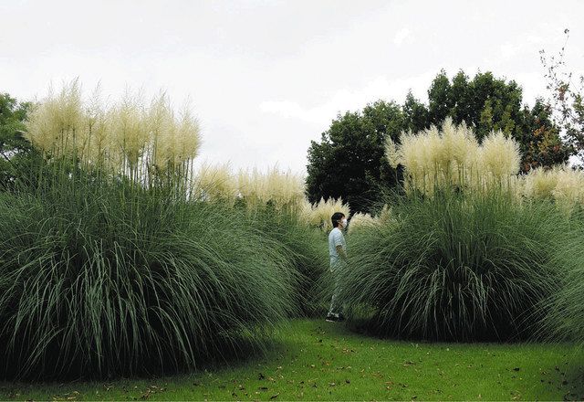 パンパスグラス 秋の情景 県中央植物園で見頃 北陸中日新聞web