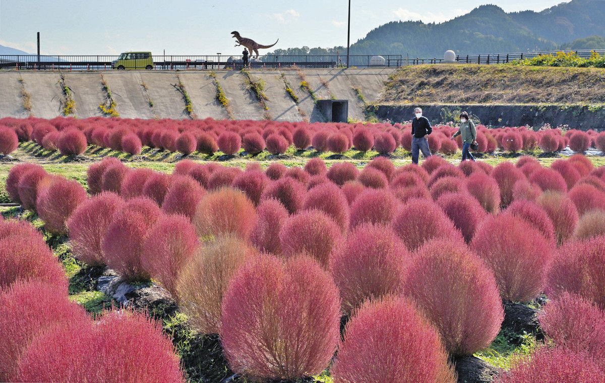 恐竜”も観賞 コキアの紅葉勝山：日刊県民福井Web