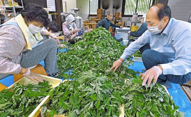 摘み取った山積みのオオヨモギを仕分けする従業員ら＝池田町のそばの郷池田屋で 