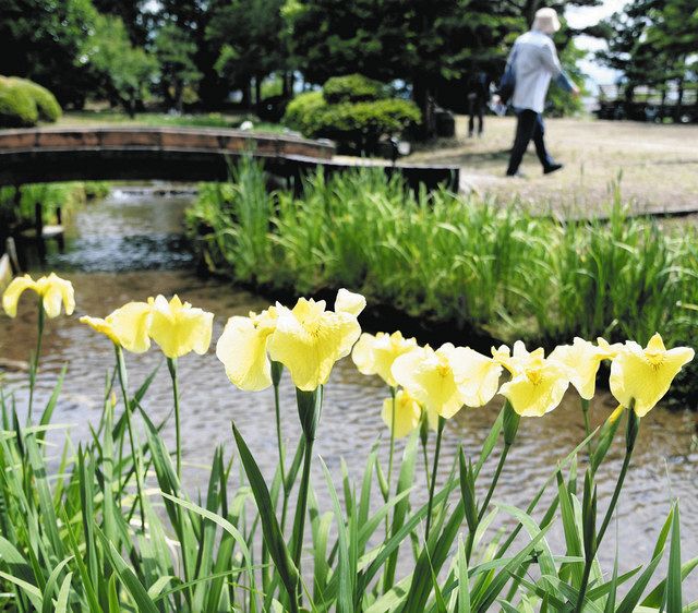 高瀬遺跡で菖蒲まつり 南砺 80品種４万株が週末見頃 北陸中日新聞web